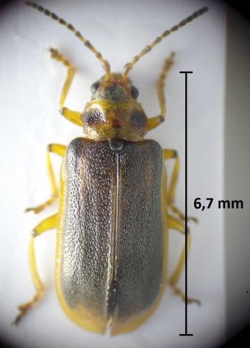 Réf. 206 609 : Galerucella sp.