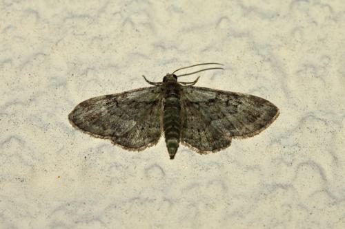 Réf. 206 815 : Pasiphila rectangulata