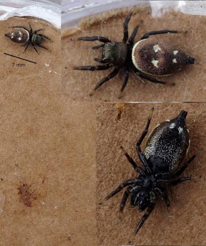 Heliophanus sp.