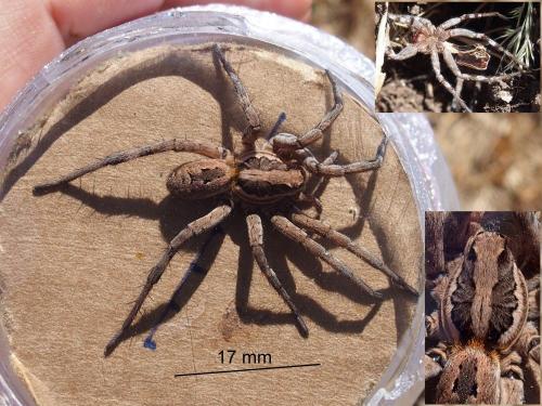 Réf. 206 833 : Lycosa sp.