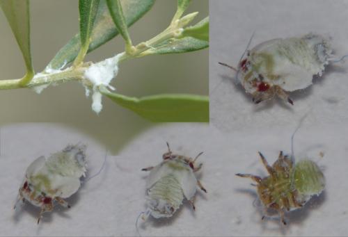 Euphyllura olivina