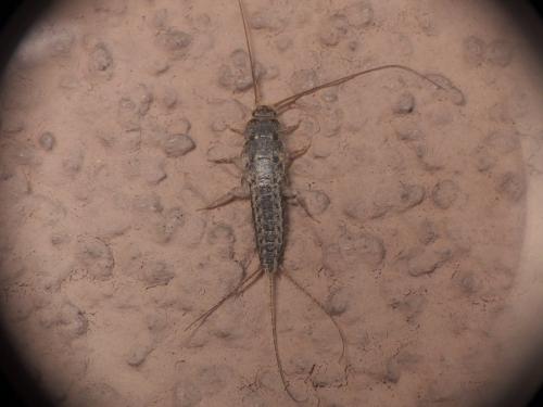 Ctenolepisma lineata