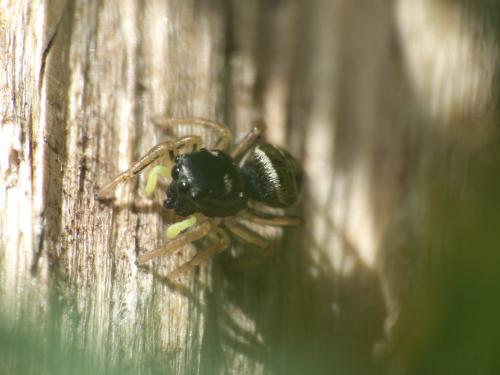 Heliophanus cupreus