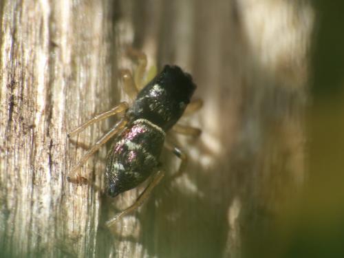 Heliophanus cupreus