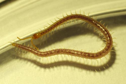 Geophilus carpophagus