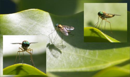 Réf. 206 097 : Chrysopilus asiliformis