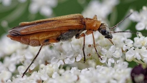 Réf. 206 935 : Oedemera podagrariae