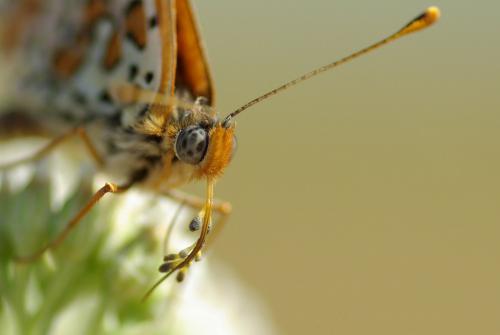 Melitaea didyma