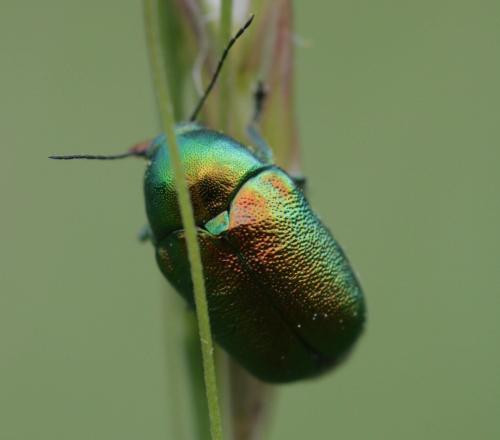 Cryptocephalus sp.