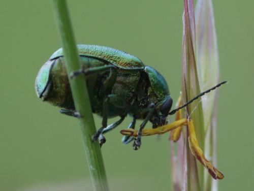 Cryptocephalus sp.