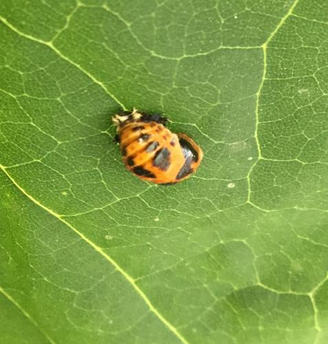 Réf. 206 197 : Harmonia axyridis