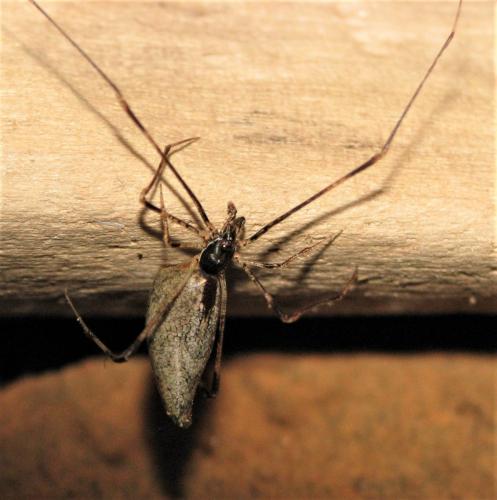 Rhomphaea nasica