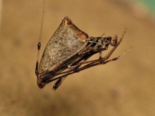 Rhomphaea nasica