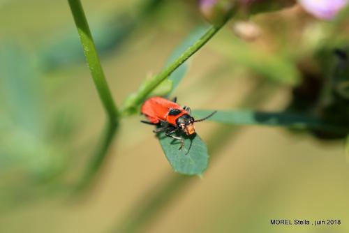 Clanoptilus rufus