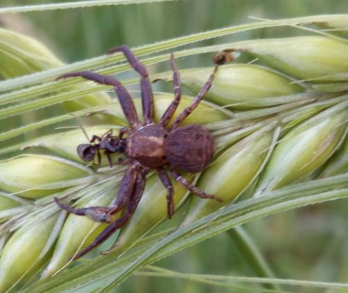 Xysticus sp.
