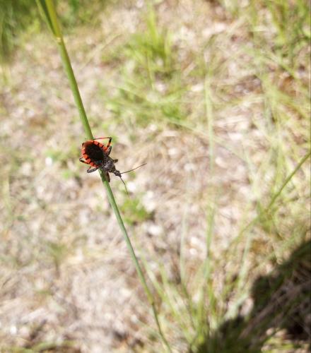 Rhynocoris annulatus