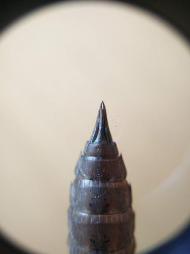 Aeshna grandis