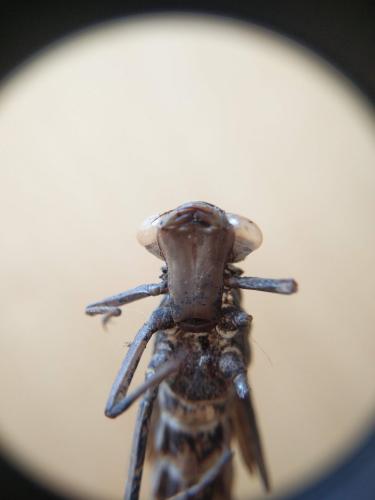 Aeshna grandis