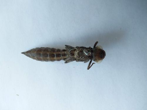 Aeshna grandis