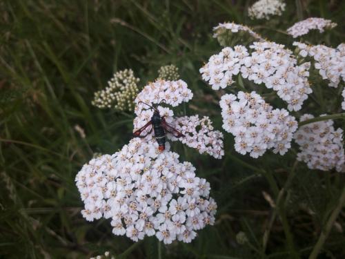Réf. 206 768 : Pyropteron chrysidiformis