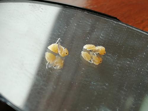 Lasius emarginatus