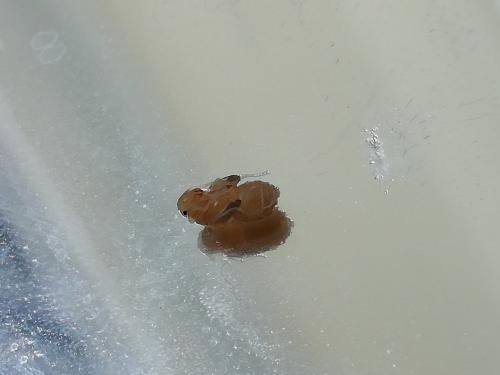 Lasius emarginatus
