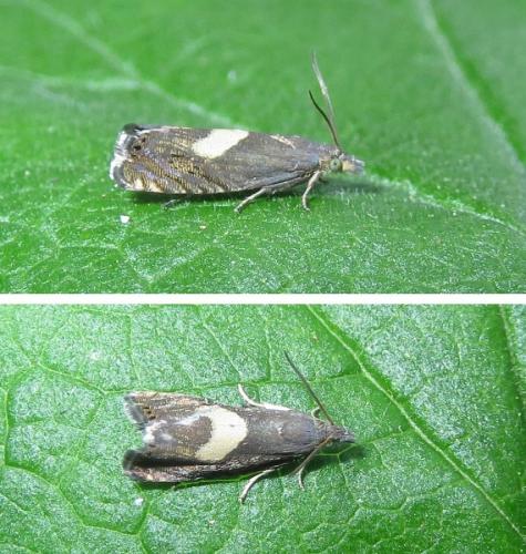 Réf. 206 682 : Dichrorampha petiverella