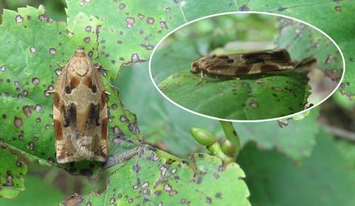 Réf. 206 881 : Archips xylosteana