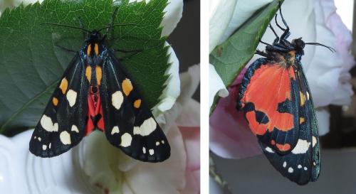 Réf. 206 972 : Callimorpha dominula