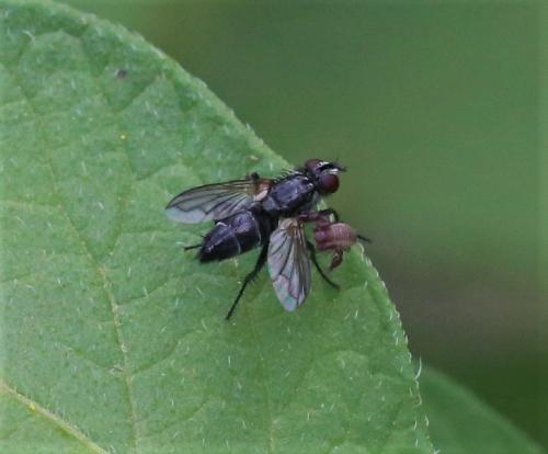 Paykullia maculata