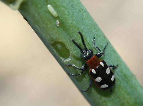 Crioceris asparagi