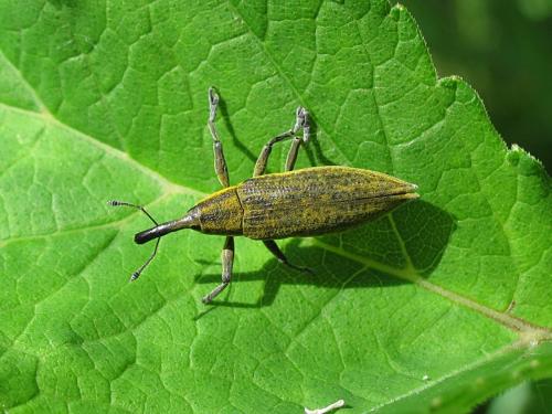 Réf. 206 073 : Lixus iridis