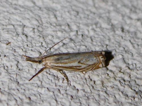 Réf. 206 416 : Crambus lathoniellus