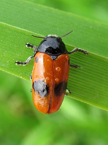 Réf. 206 324 : Clytra laeviuscula