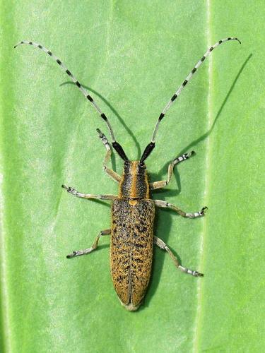 Agapanthia villosoviridescens