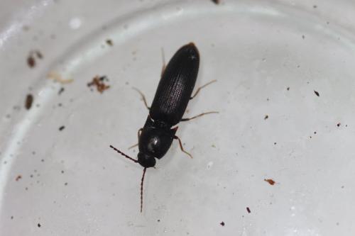 Réf. 206 326 : Procraerus tibialis