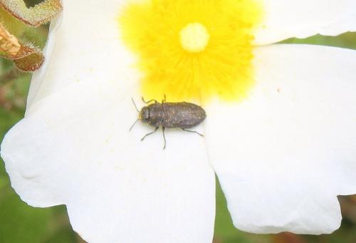 Anthaxia sp.