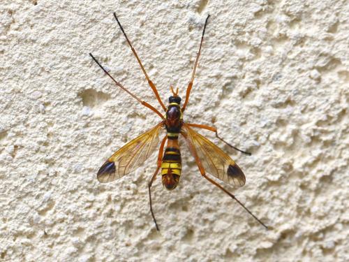 Réf. 206 169 : Ctenophora ornata