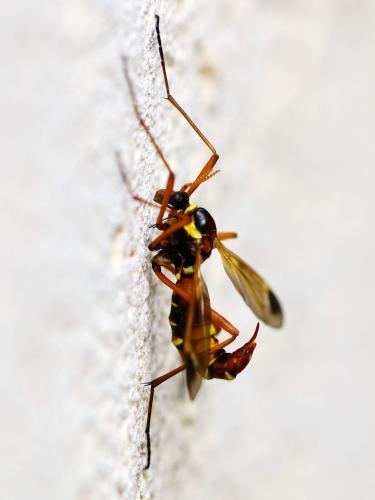 Réf. 206 171 : Ctenophora ornata