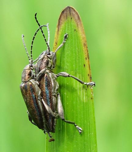 Réf. 206 634 : Donacia marginata