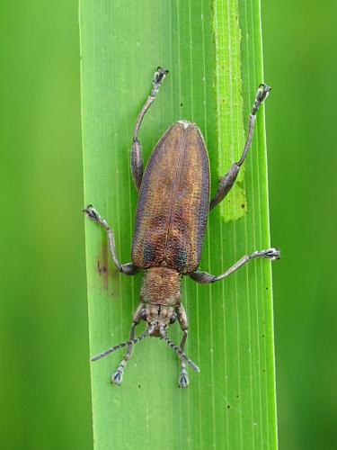 Réf. 206 633 : Donacia marginata