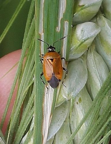 Deraeocoris punctum