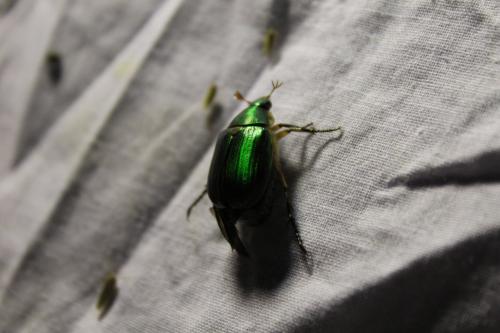 Anomala ausonia