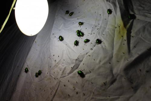 Anomala ausonia