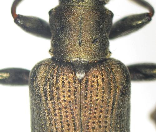 Donacia tomentosa