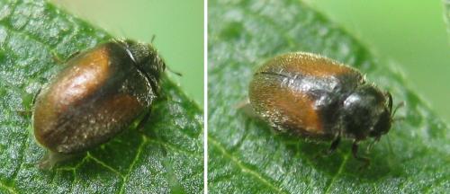 Scymnus suturalis