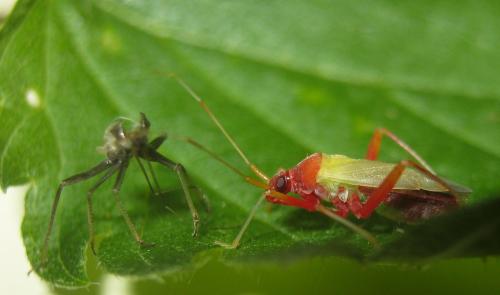 Closterotomus ventralis