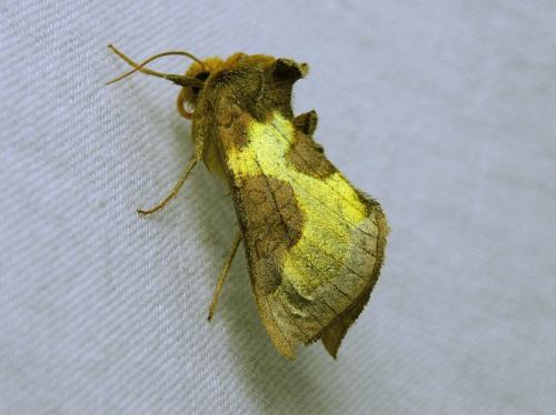 Réf. 206 537 : Diachrysia sp.