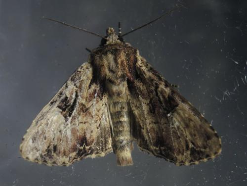 Réf. 206 535 : Apamea epomidion