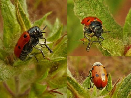Réf. 206 538 : Lachnaia sp.